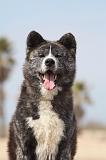 AKITA INU 167
